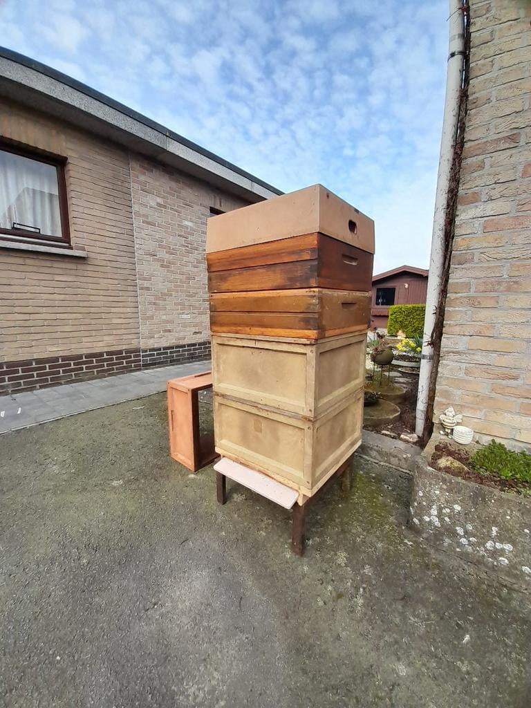 Bijenvolken, Dieren en Toebehoren, Insecten en Spinnen, Bijen
