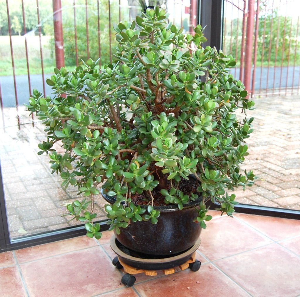 crassula ovata jade plant met pot, Maison & Meubles, Enlèvement, Plante succulente, En pot, Moins de 100 cm