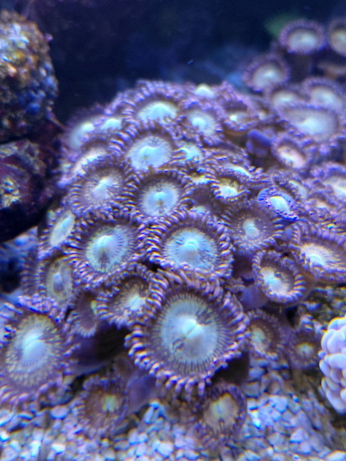 Mooie stekken zoa alien explosion, Dieren en Toebehoren, Overige typen, Zoutwatervis