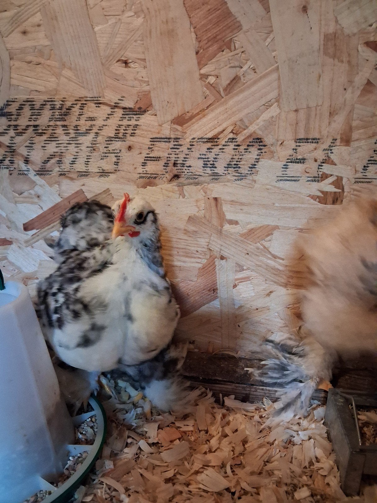 Cochin Kriel, Dieren en Toebehoren