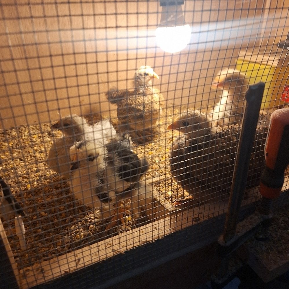 Cochin en Serama kuikens, Dieren en Toebehoren, Kip
