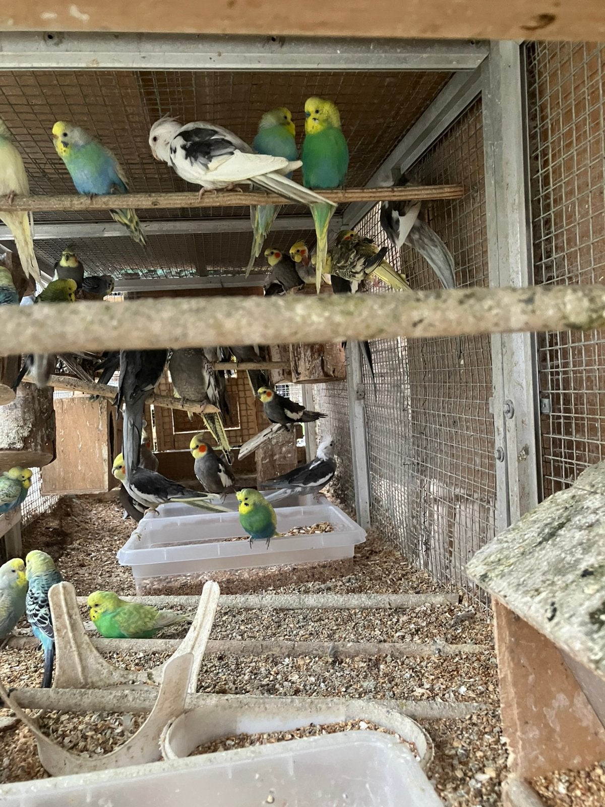 FELLE KLEURTJES GRASPARKIETEN VANAF 20 EURO/KOPPEL, Meerdere dieren, Parkiet
