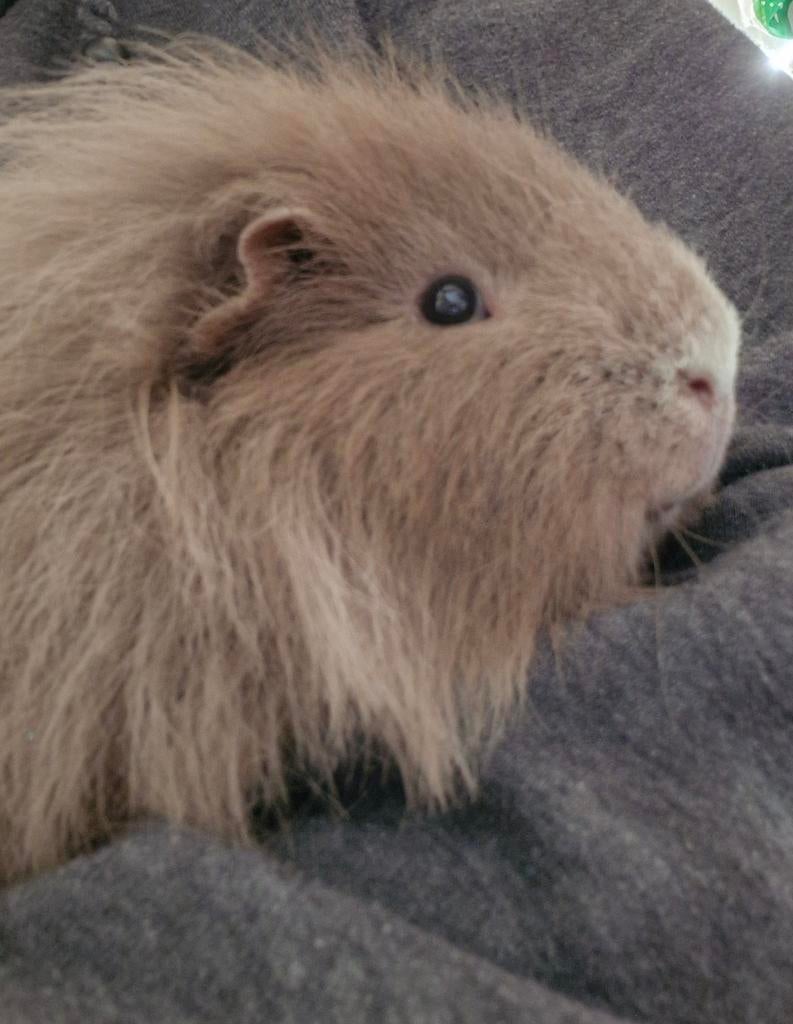 Ch teddy cavia beertje, Dieren en Toebehoren, Knaagdieren, Mannelijk, Cavia, Juni, Tam