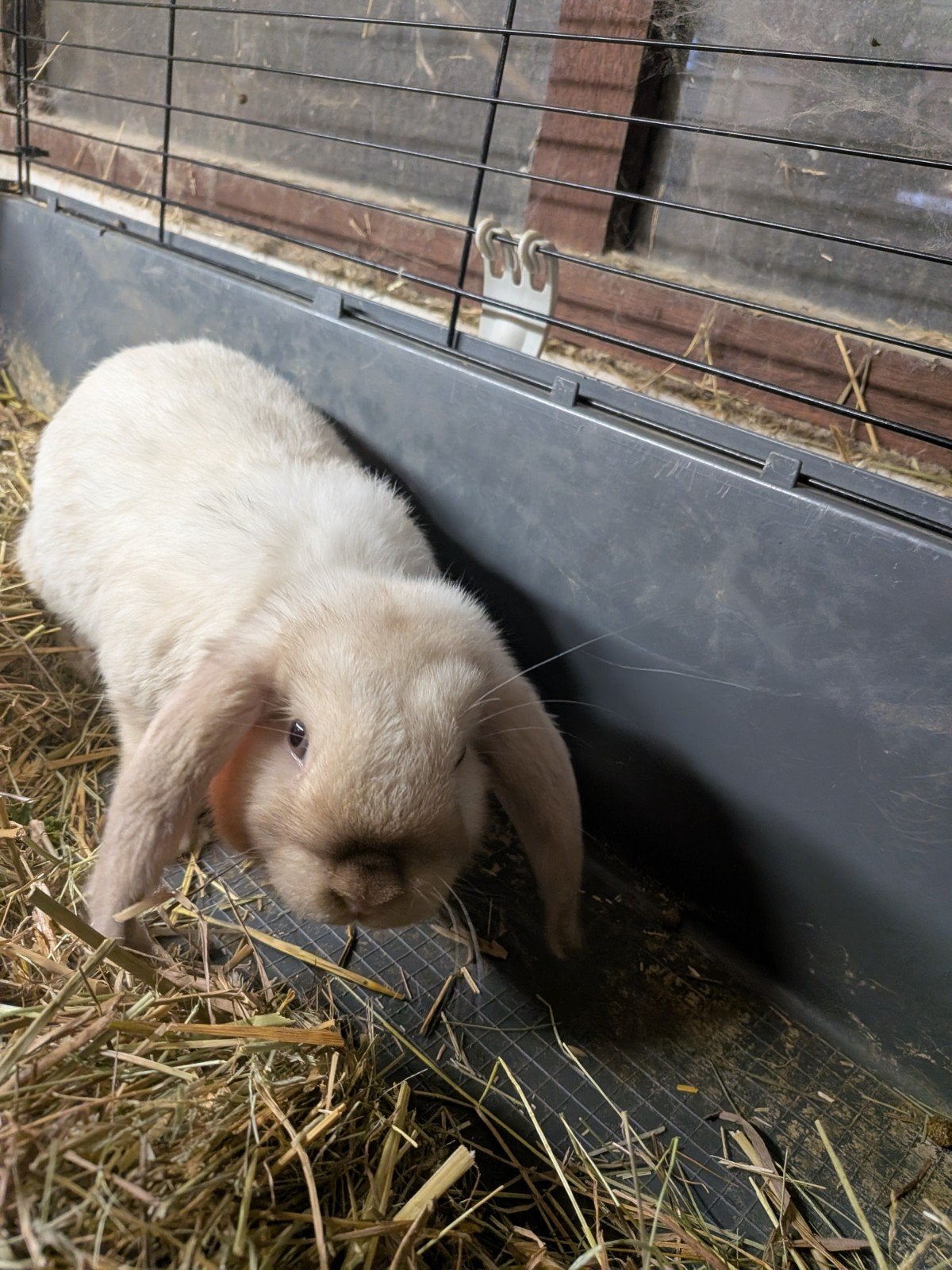 Lief handtam minilop rammelaartje, Dieren en Toebehoren