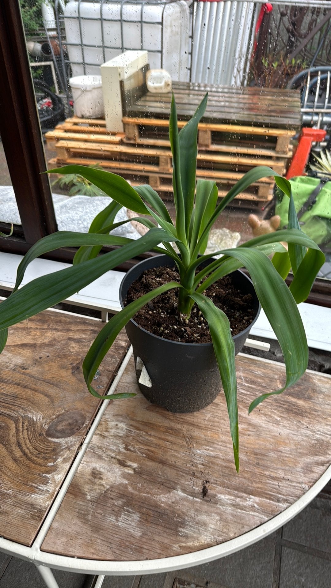 Yucca, Huis en Inrichting, Kamerplanten, Ophalen, Yucca