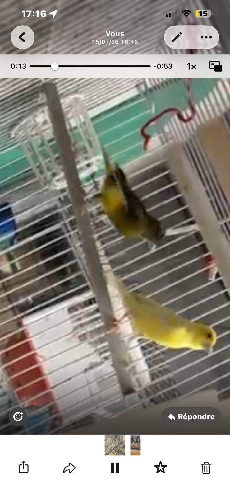 couple raza reproducteurs, Plusieurs animaux, Canari de posture