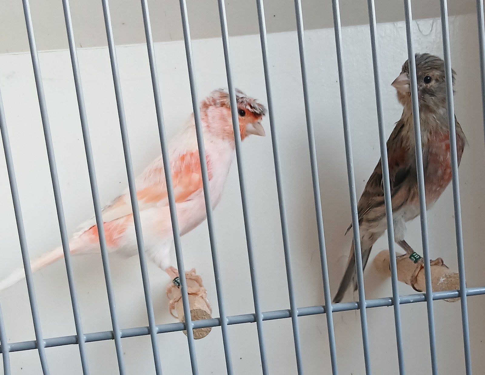 Portugese harlekijnen, Dieren en Toebehoren, Vogels | Kanaries