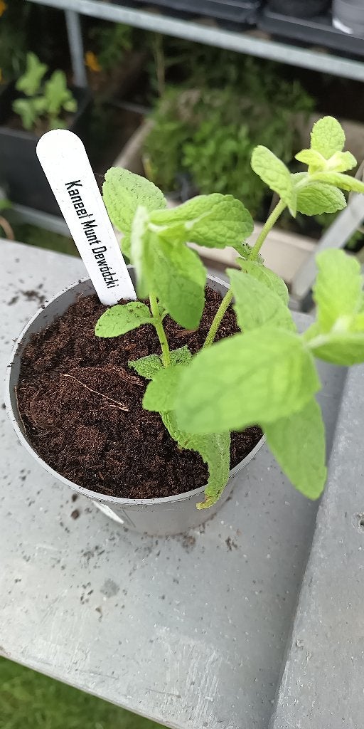 munt Kaneel, Tuin en Terras, Ophalen, Lente, Vaste plant, Kruiden