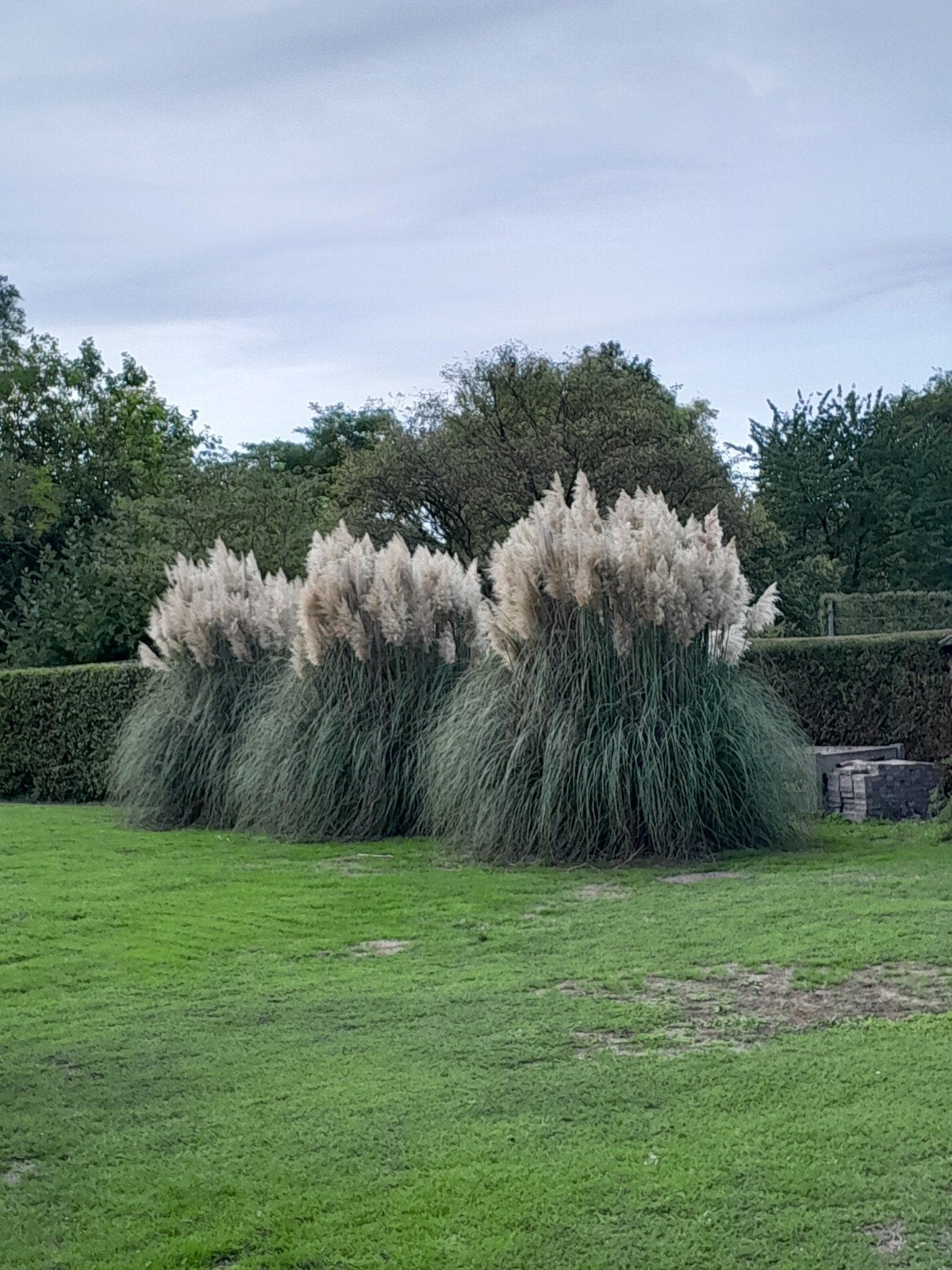Pampas pluimen te koop, Ophalen, Overige soorten, 250 tot 400 cm