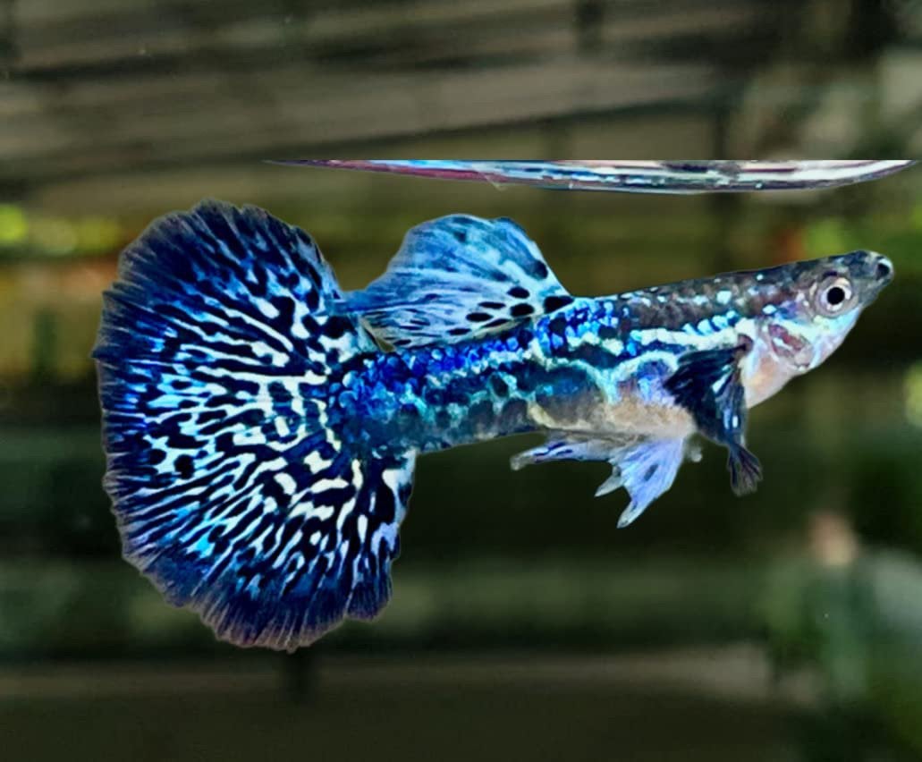 Prachtige Rasechte Mosaic Blue Guppies (Import Thailand)