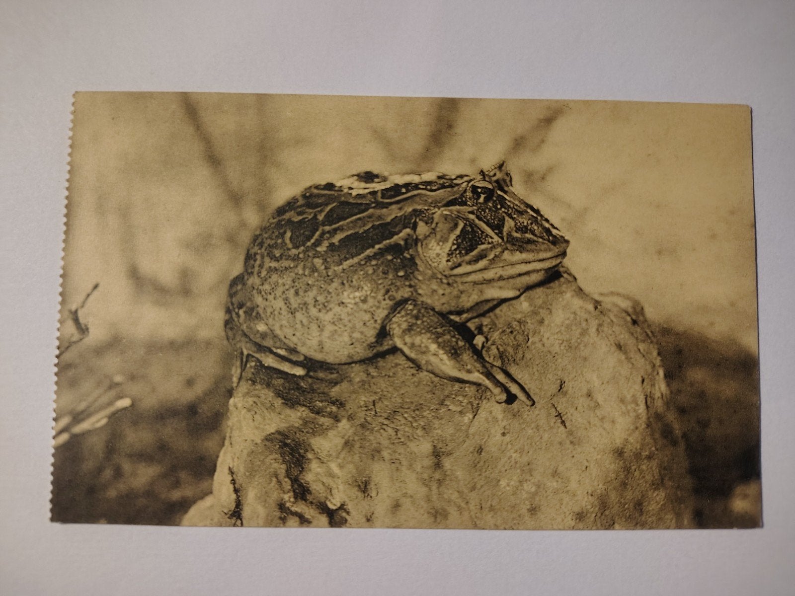 Antwerpen Zoo Kruipdierenhuis - Hoornkikvorsch., Ophalen of Verzenden, Antwerpen