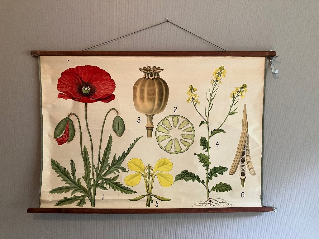 Schoolplaat doosvrucht klaproos 70x105, Antiek en Kunst, Antiek | Schoolplaten, Ophalen