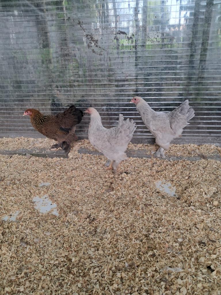 Brahma kriel hennen, Dieren en Toebehoren, Pluimvee, Vrouwelijk, Kip