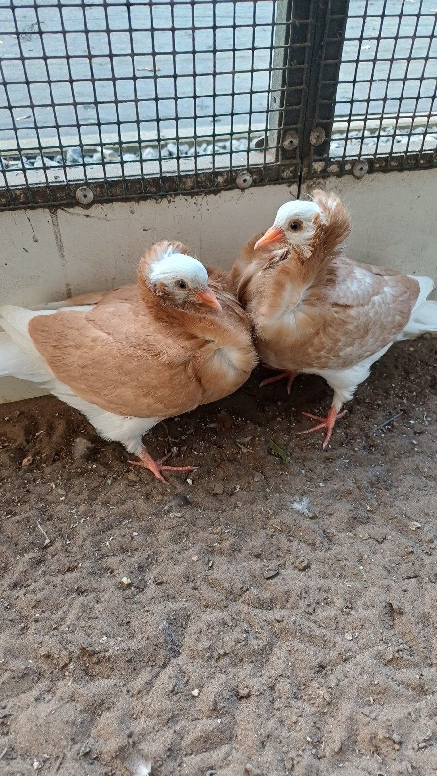 2 Jonge GELE Kapucijn Sierduiven.