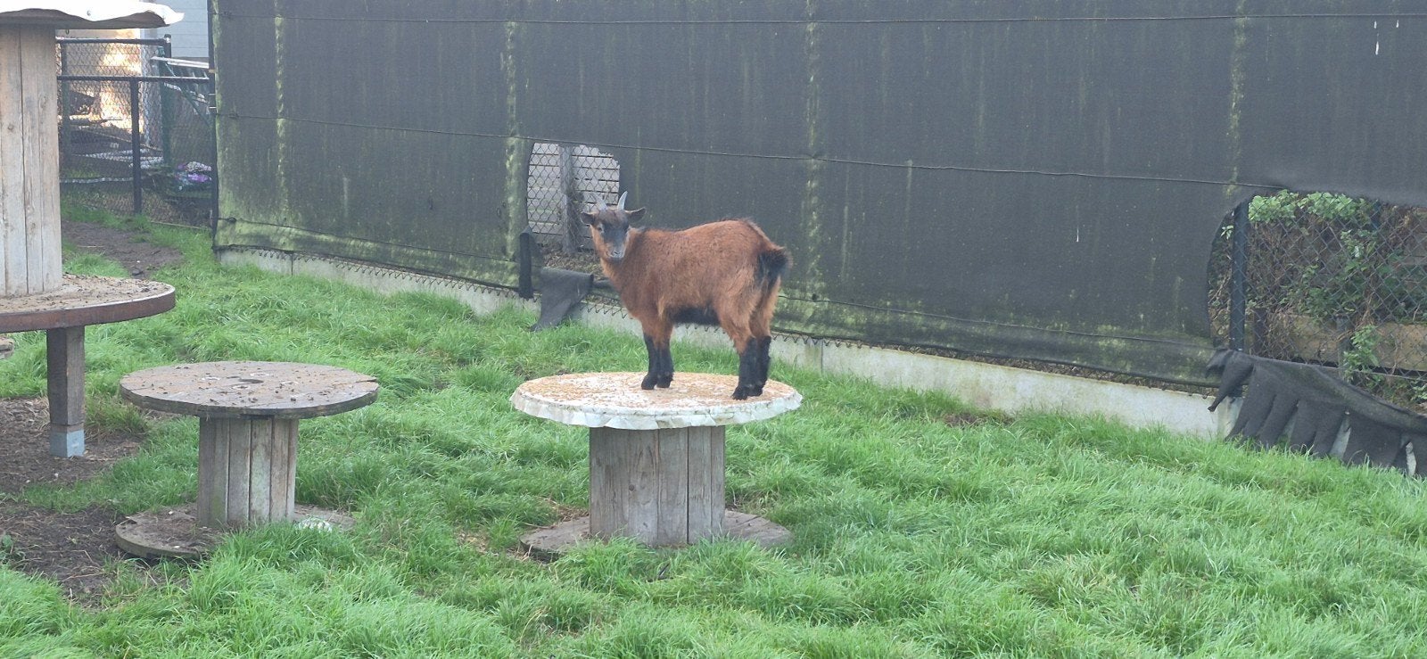 dwerggeit mieke, Animaux & Accessoires