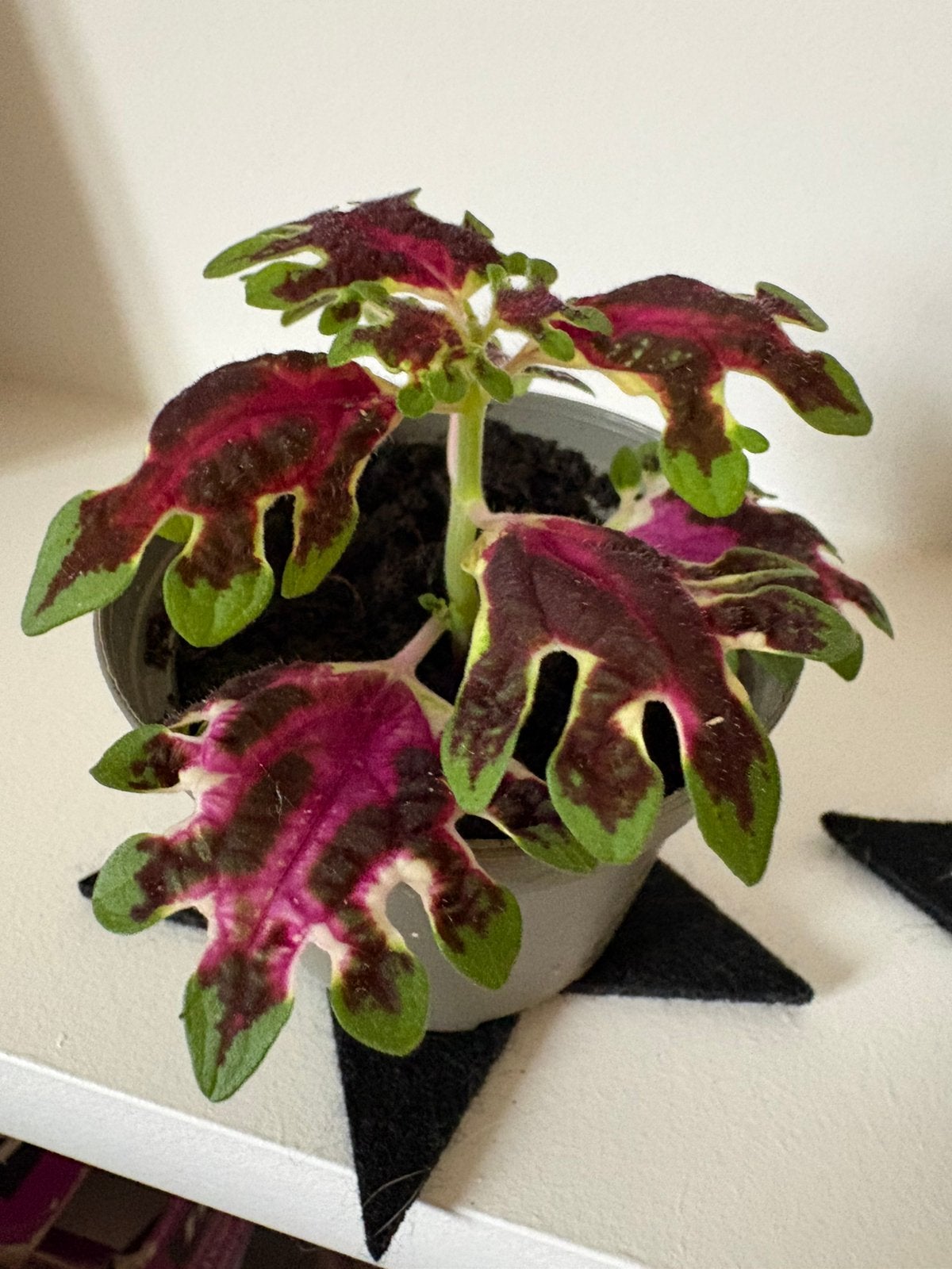 Speciale siernetel plantjes / stekjes, Maison & Meubles, Enlèvement, Autres espèces, Moins de 100 cm