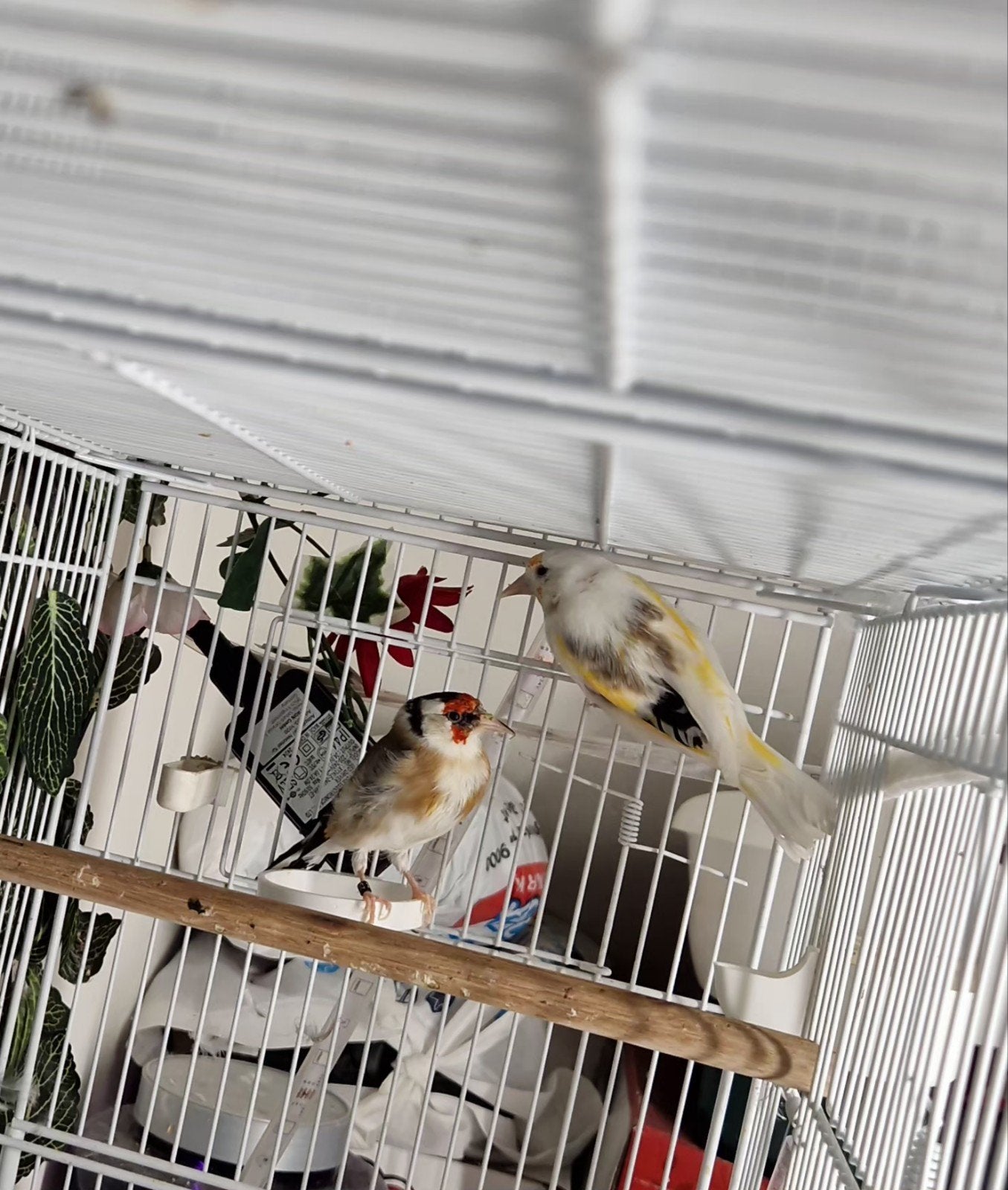 Major putters, Animaux & Accessoires, Plusieurs animaux