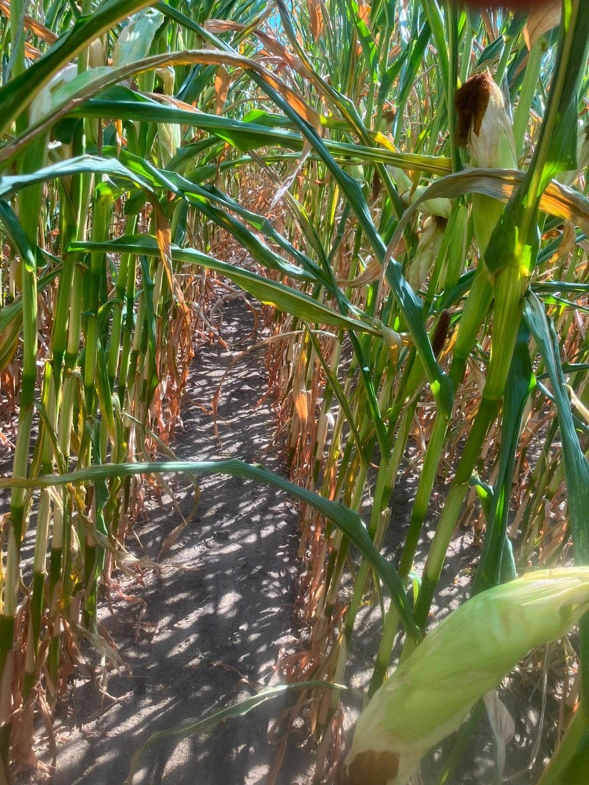 10ha Dubbeldoelmaïs, Enlèvement
