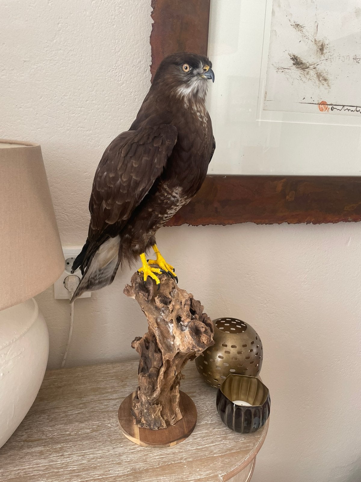 Opgezette vogel, Ophalen of Verzenden, Vogel