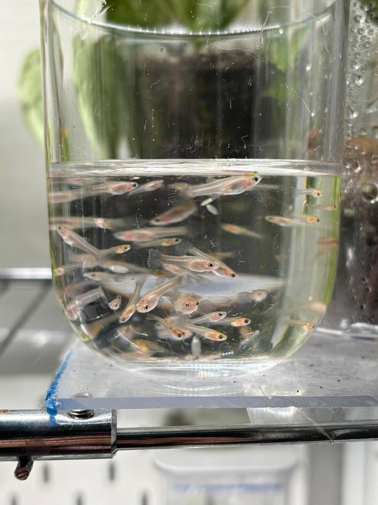 Baby guppen, Dieren en Toebehoren, Vis, Zoetwatervis, Schoolvis