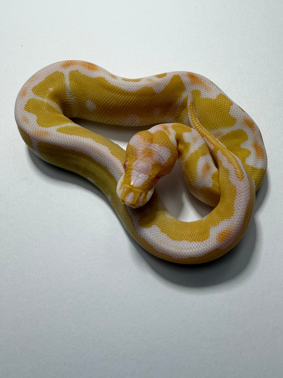 0.1 albino clown nr2, Animaux & Accessoires, Reptiles & Amphibiens