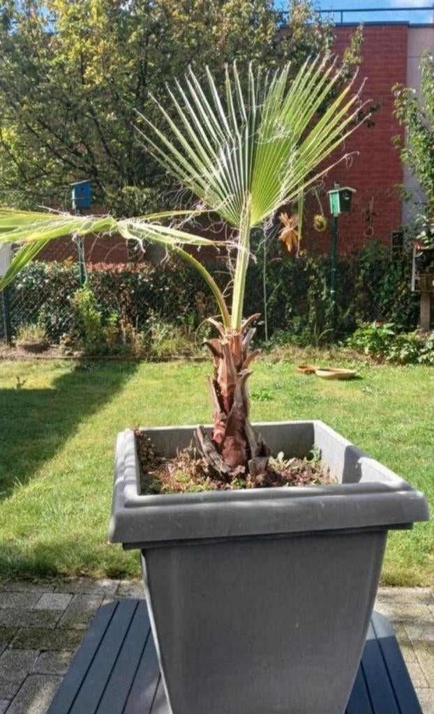 Palm in pot. Vitale plant., Tuin en Terras, Ophalen, Winter, In pot