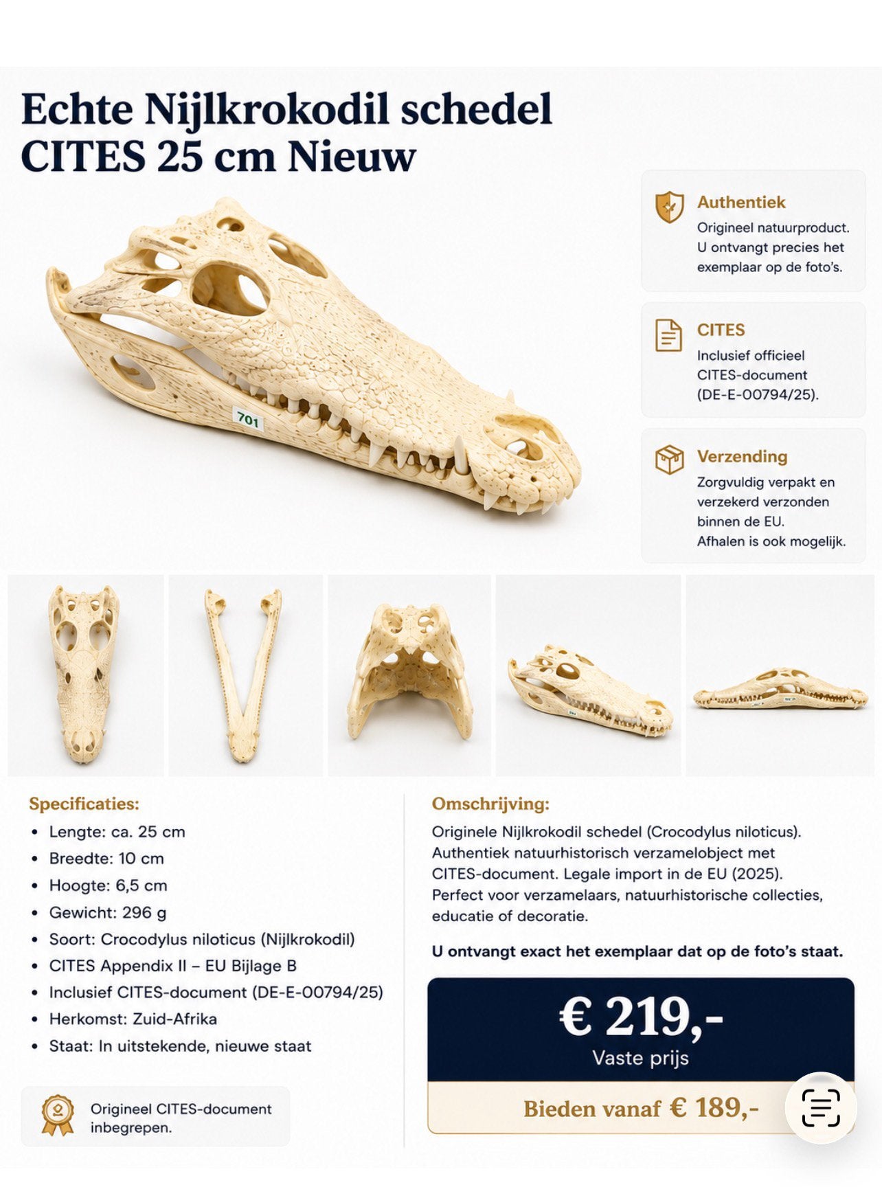 Echte Nijlkrokodil Schedel 25 cm CITES Nieuw, Ophalen