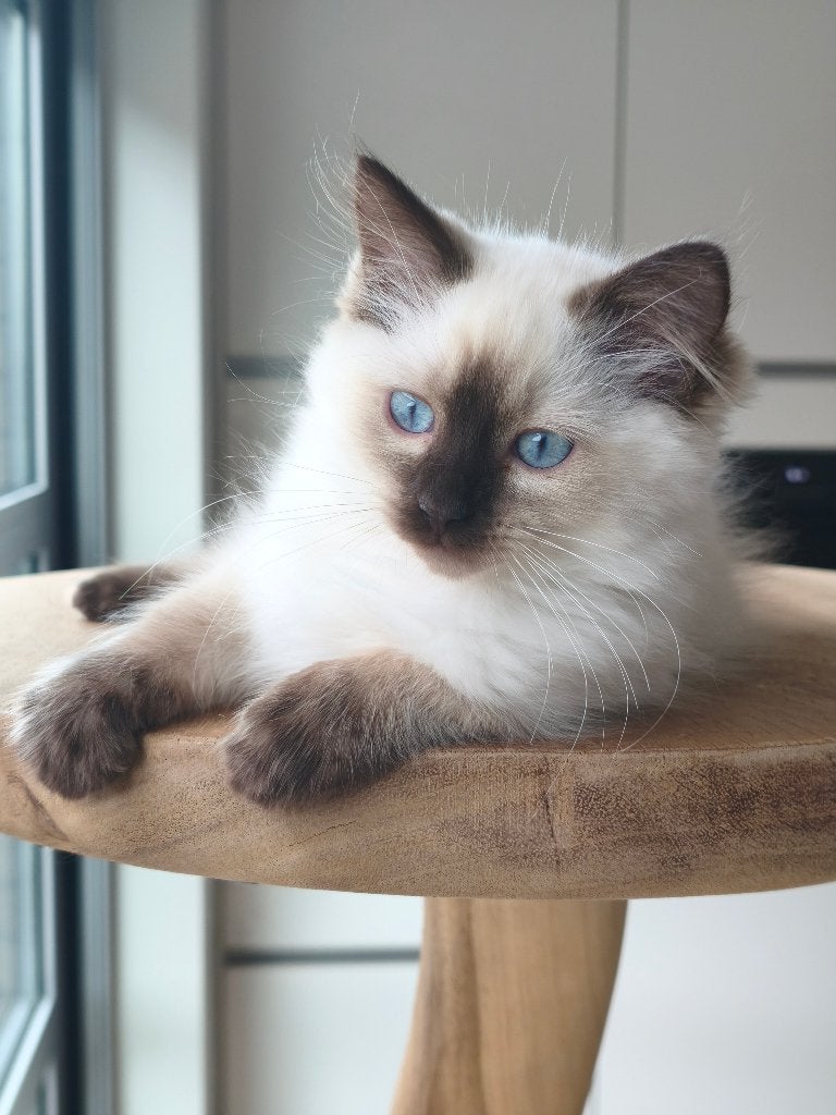 Ragdoll kittens, Animaux & Accessoires, Chats & Chatons | Chats de race | Poil long, Plusieurs animaux, Avec pedigree, 0 à 2 ans