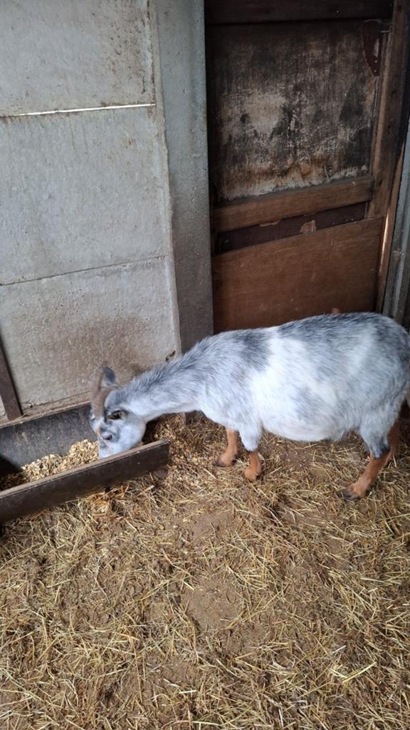 3 jarige dwerggeit drachtig, Dieren en Toebehoren, Schapen, Geiten en Varkens