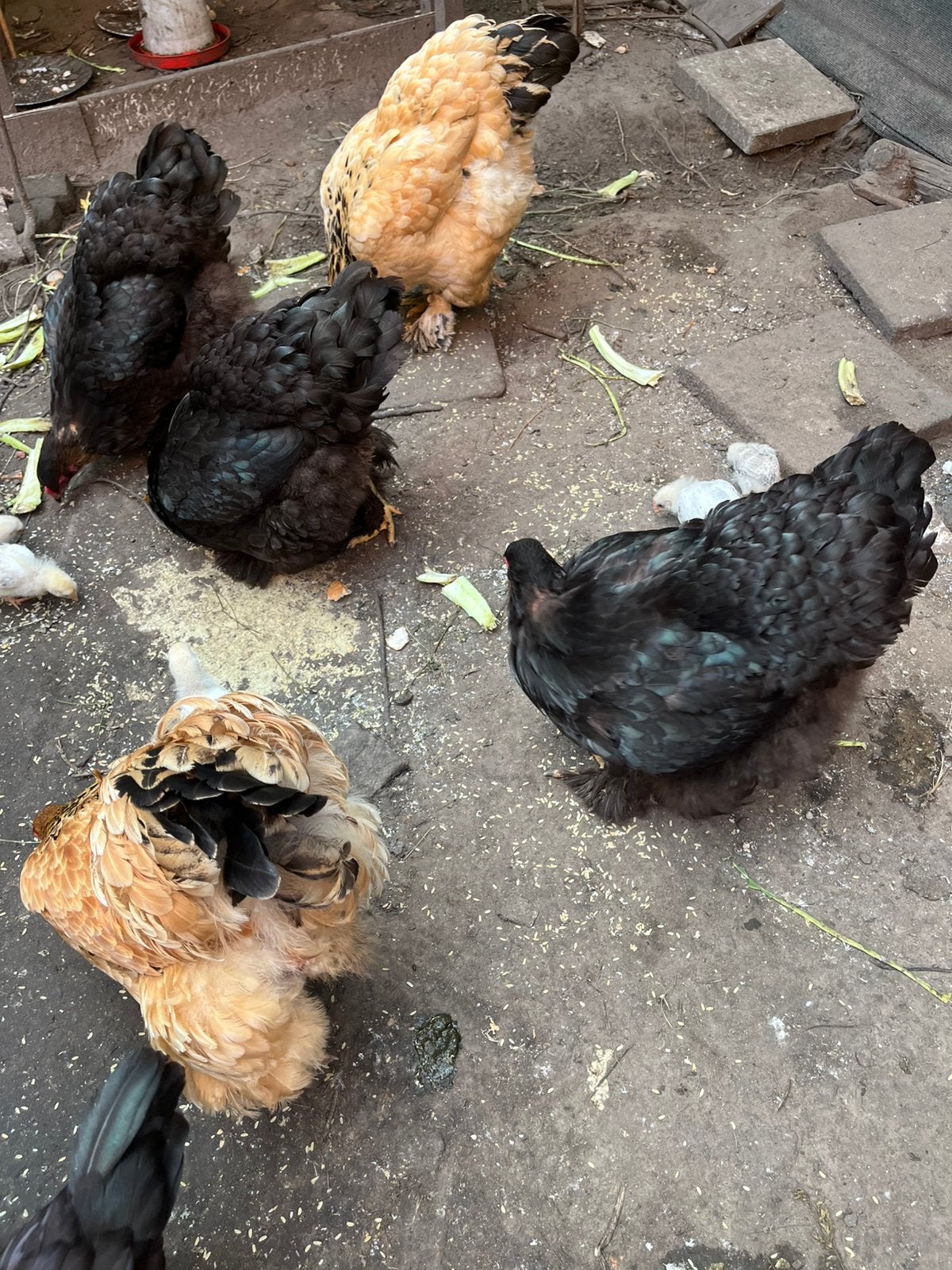 Brahma kippen te koop, Dieren en Toebehoren, Kip