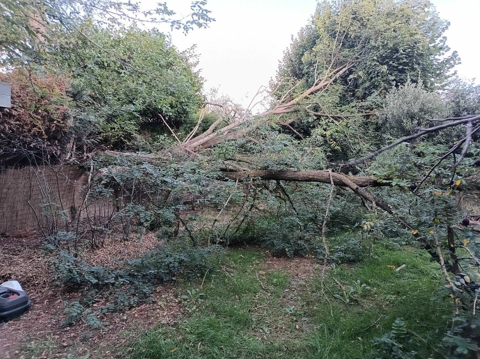 Abattage et élagage d'arbres | Entretien des arbres, Enlèvement ou Envoi, Plein soleil, Autres espèces, Printemps