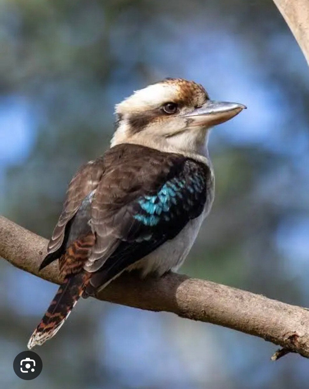 kookaburra, Plusieurs animaux, Bagué