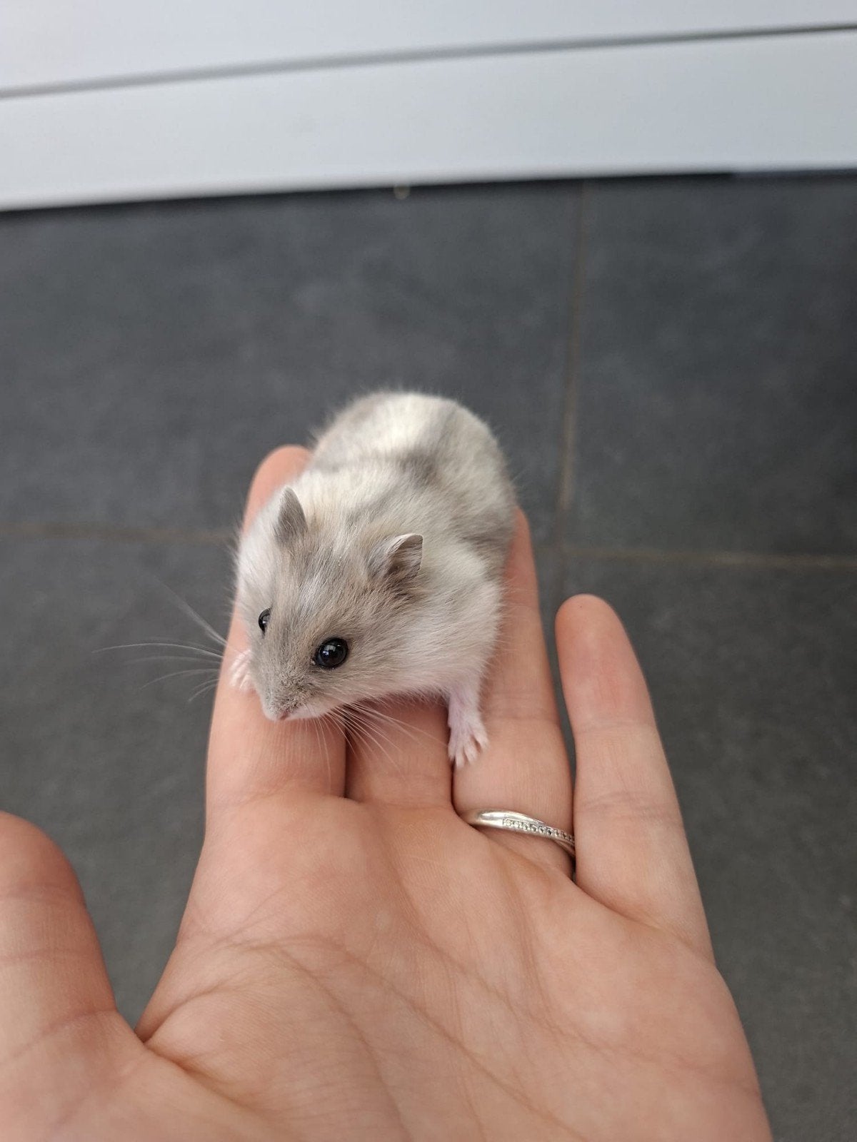 Jeune hamster nain russe, Hamster, Mâle, Domestique, Juillet