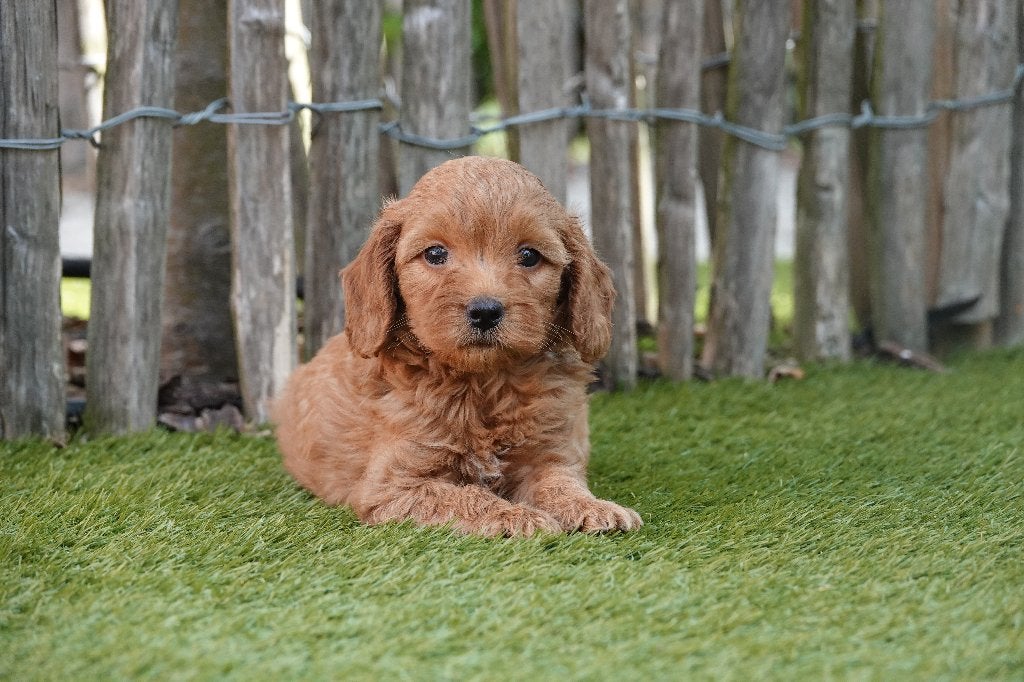 Prachtige abrikoze & abrikoos/rode Cavapoo pups, Dieren en Toebehoren, Parvo, België, Overige rassen, 8 tot 15 weken