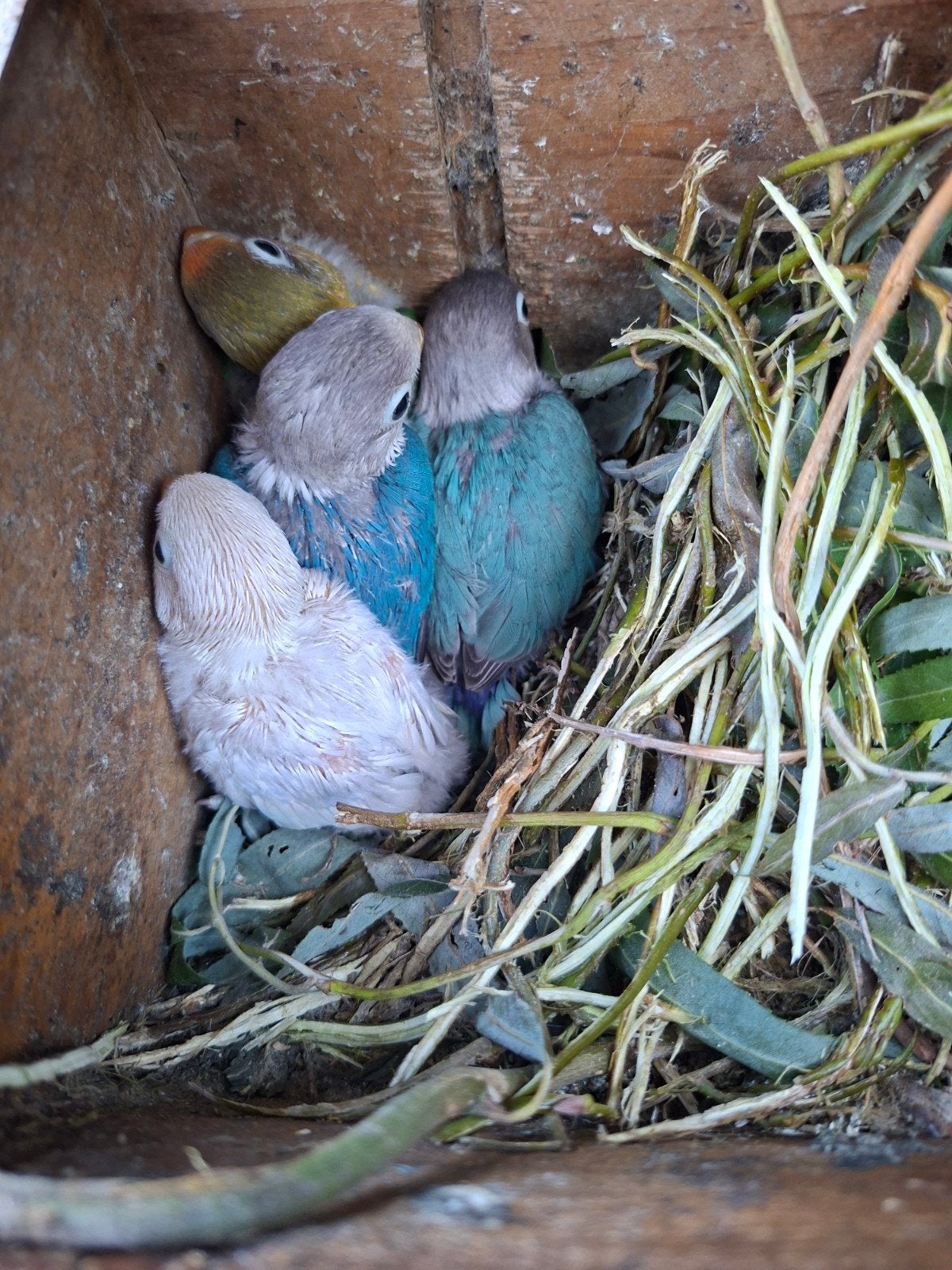 dwergpapegaai, agapornis (jong, wit, blauw, groen), Dieren en Toebehoren