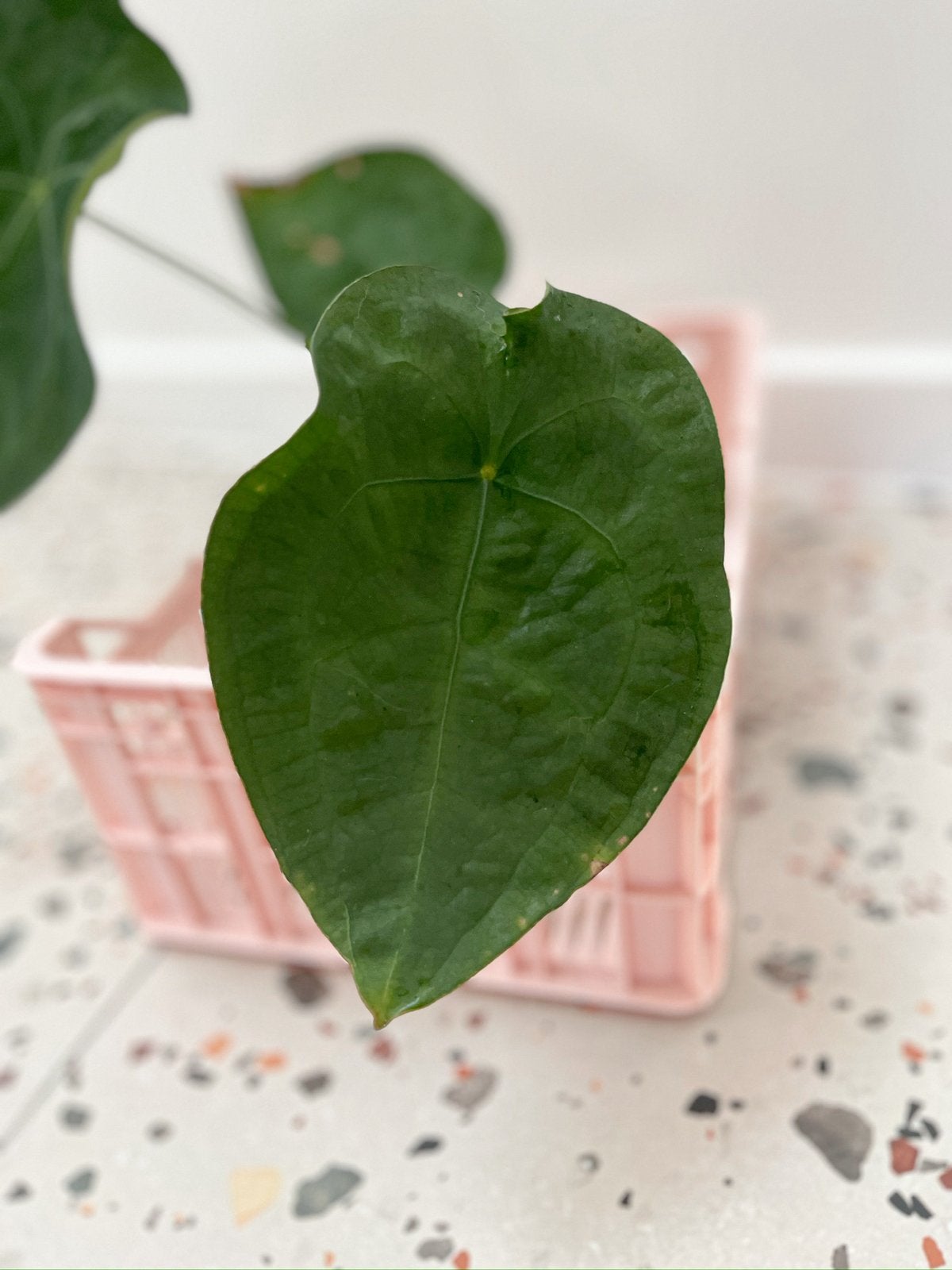 Anthurium forgetii dark form, Maison & Meubles, Plantes d'intérieur, Autres espèces, En pot, Moins de 100 cm, Enlèvement