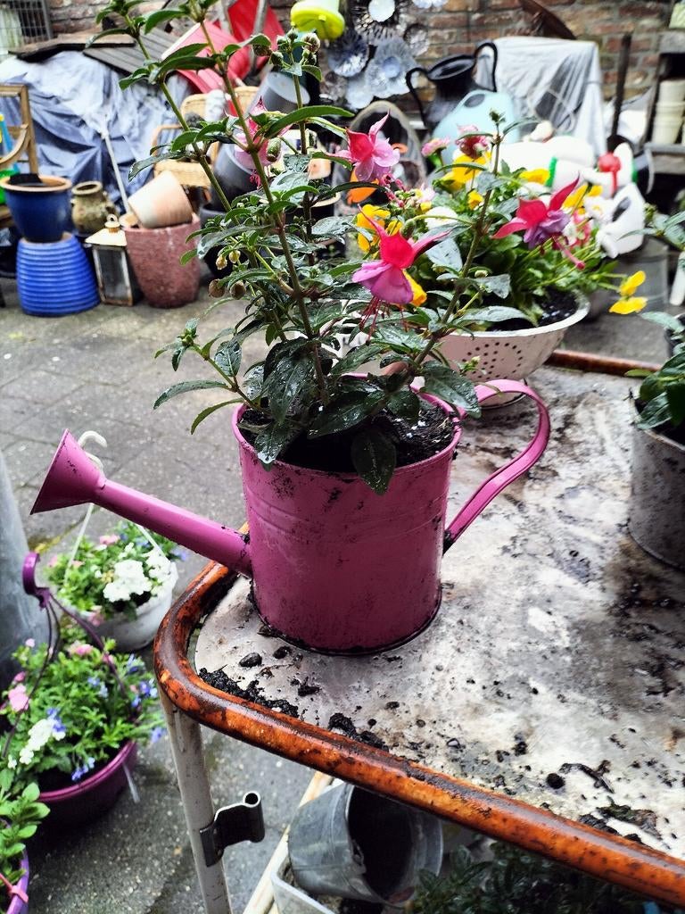 Fuchsia perk planten cado, Tuin en Terras, Ophalen, Volle zon