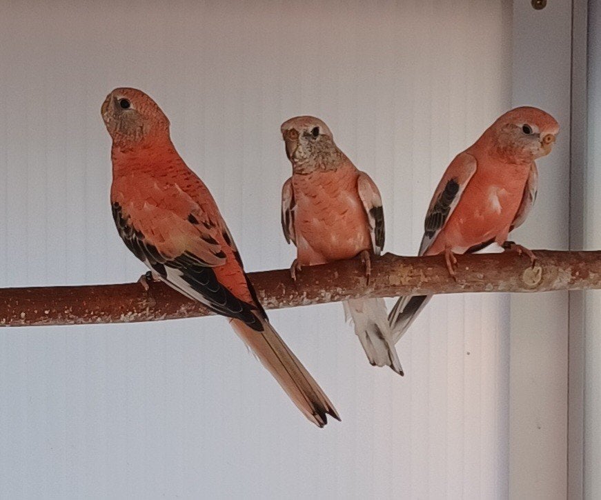 Opaline (roze) bourkes parkieten, Dieren en Toebehoren, Vogels | Parkieten en Papegaaien, Meerdere dieren, Parkiet, Geringd