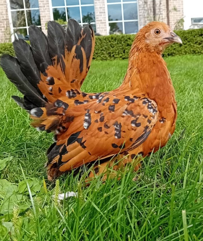 Sabelpootkiel hen/ sabelhen/ hennetje te koop, Dieren en Toebehoren, Vrouwelijk, Kip