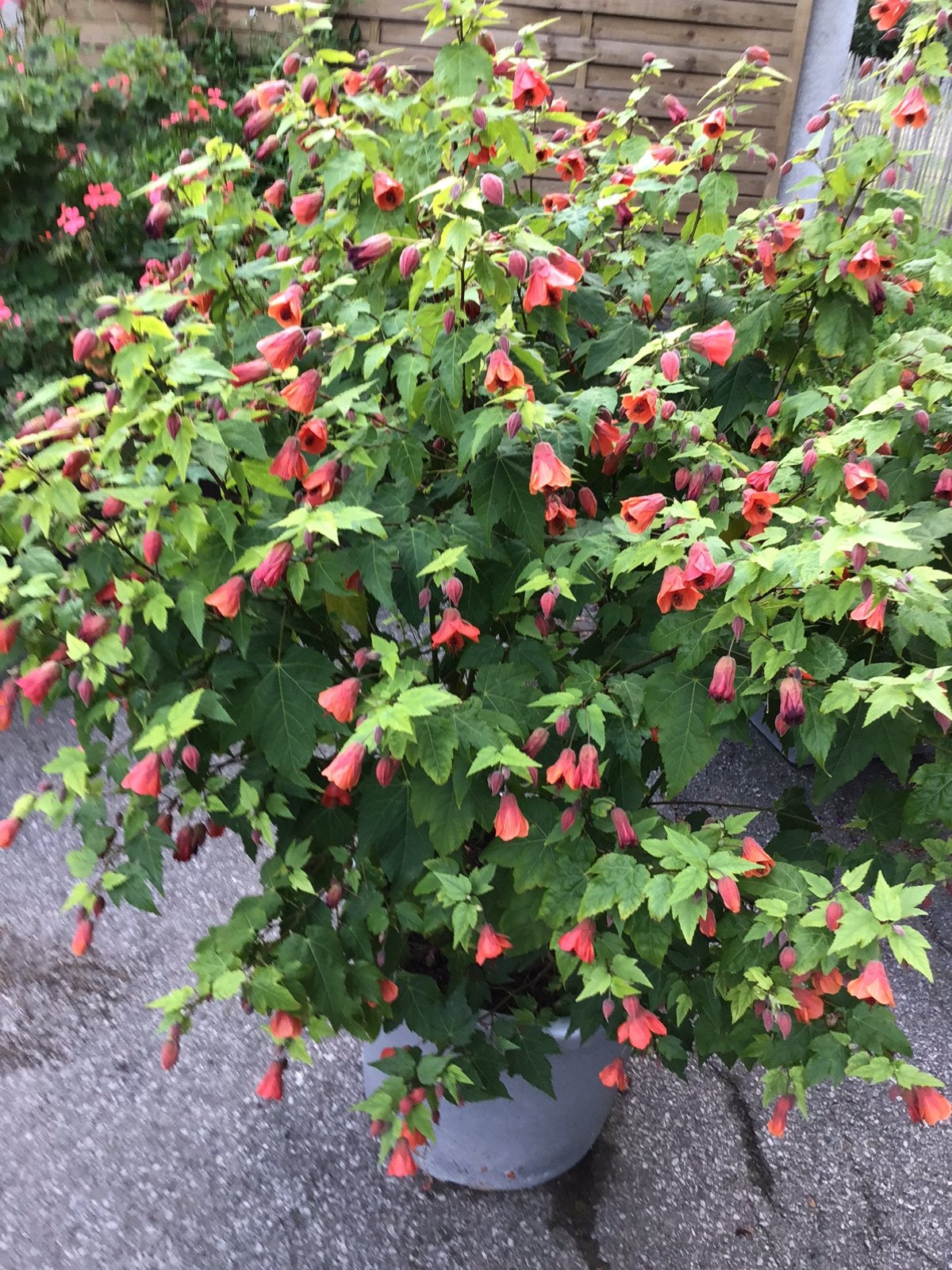 Abutilon., Ophalen, Zomer, Overige soorten, Halfschaduw