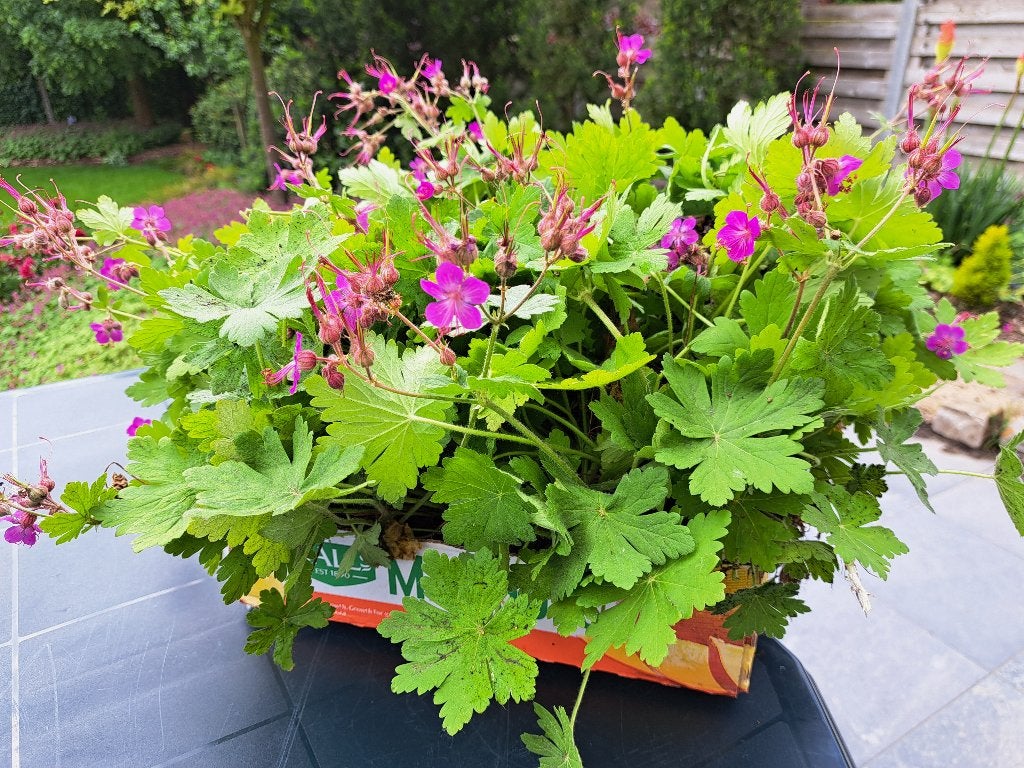 Bodembedekkers geraniums 40st per bak (8,OO per bak), Tuin en Terras, Planten | Tuinplanten, Vaste plant, Bodembedekkers, Halfschaduw