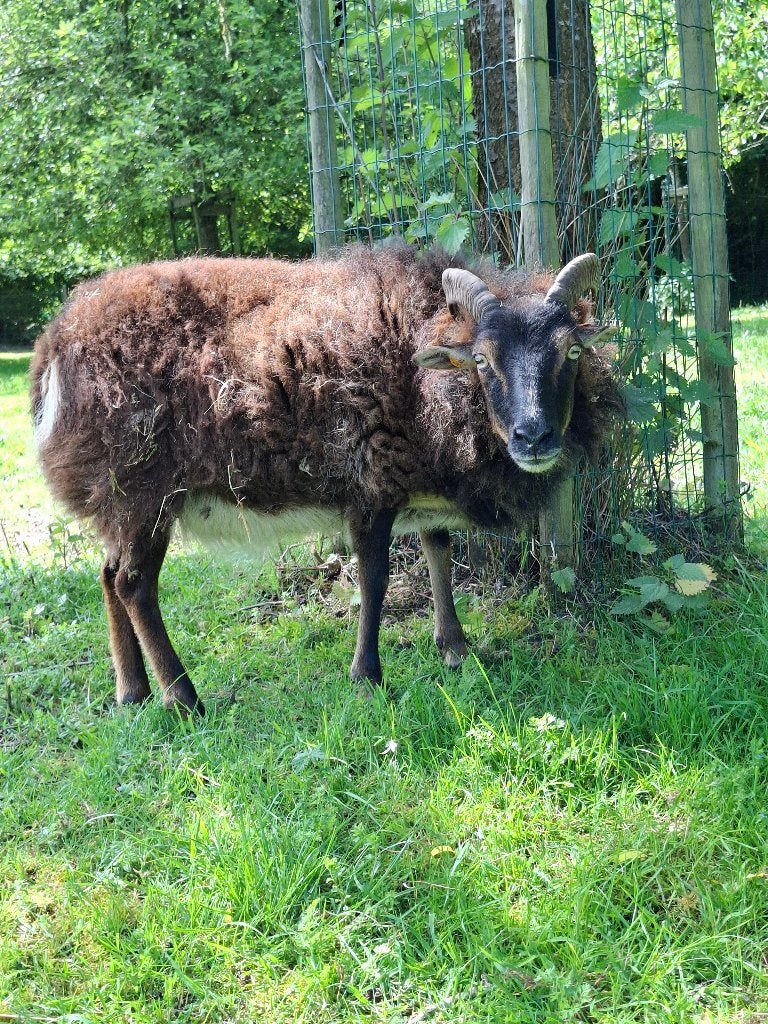 schaap ooi soay, Femelle, Mouton, 3 à 5 ans