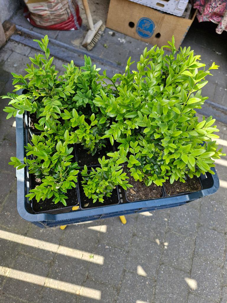 Plantes de buis en pot, Enlèvement, Buis, Haie