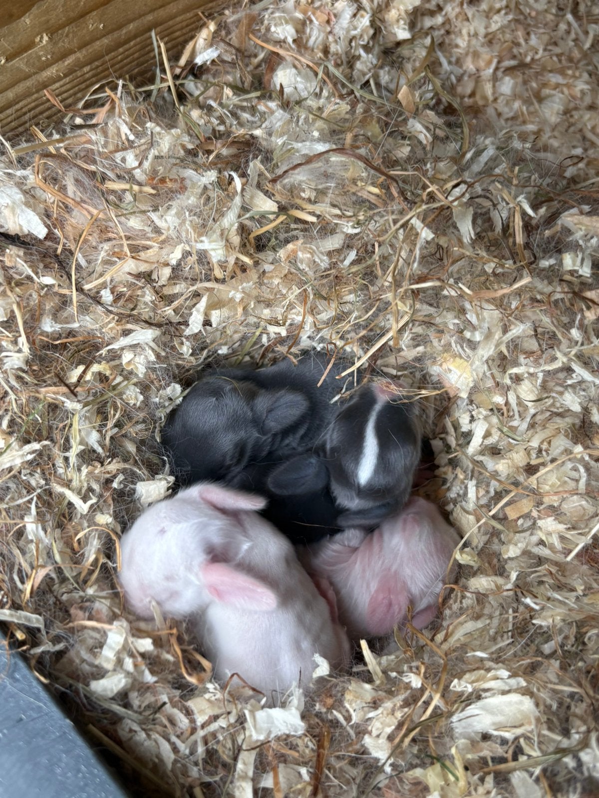 Nid Minilop de race pure, Plusieurs animaux