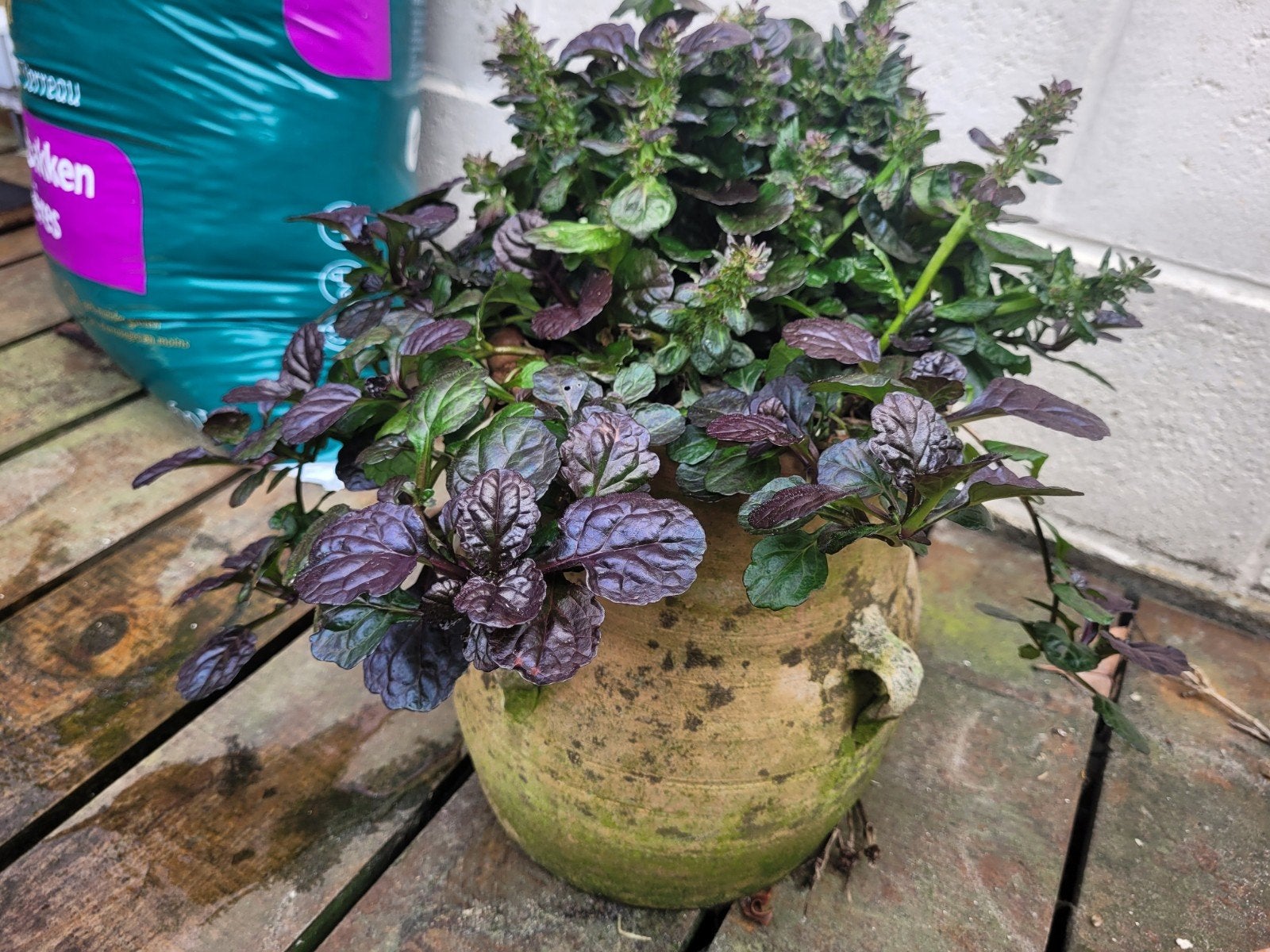 Prachtige Ajuga (Zenegroen) in Authentieke Terracotta Pot, Ophalen