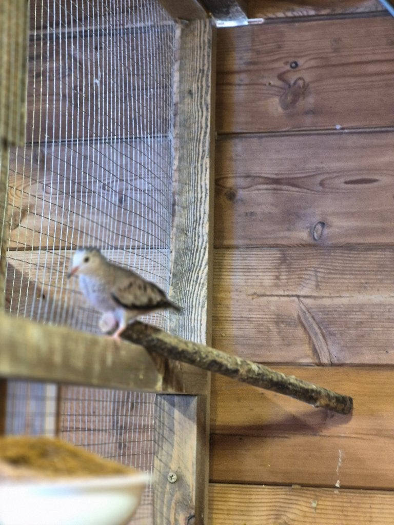 Musduif vrouwelijk, Animaux & Accessoires, Oiseaux | Pigeons, Femelle, Autres espèces