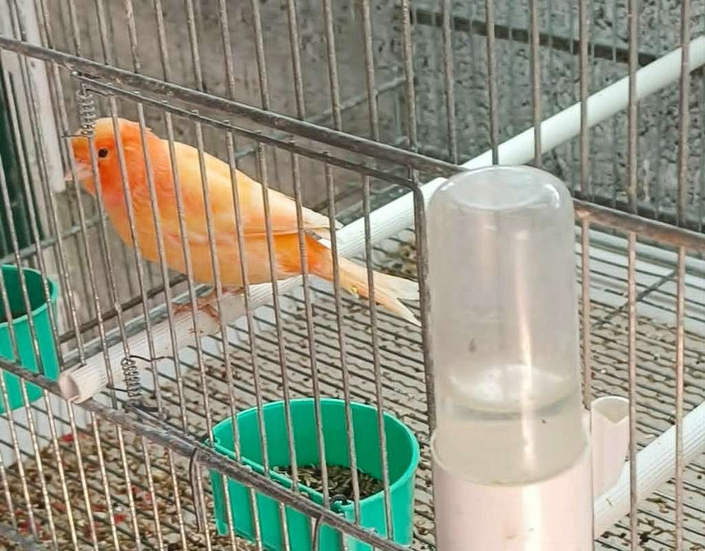 rode kanaries te koop, Dieren en Toebehoren, Meerdere dieren, Kleurkanarie