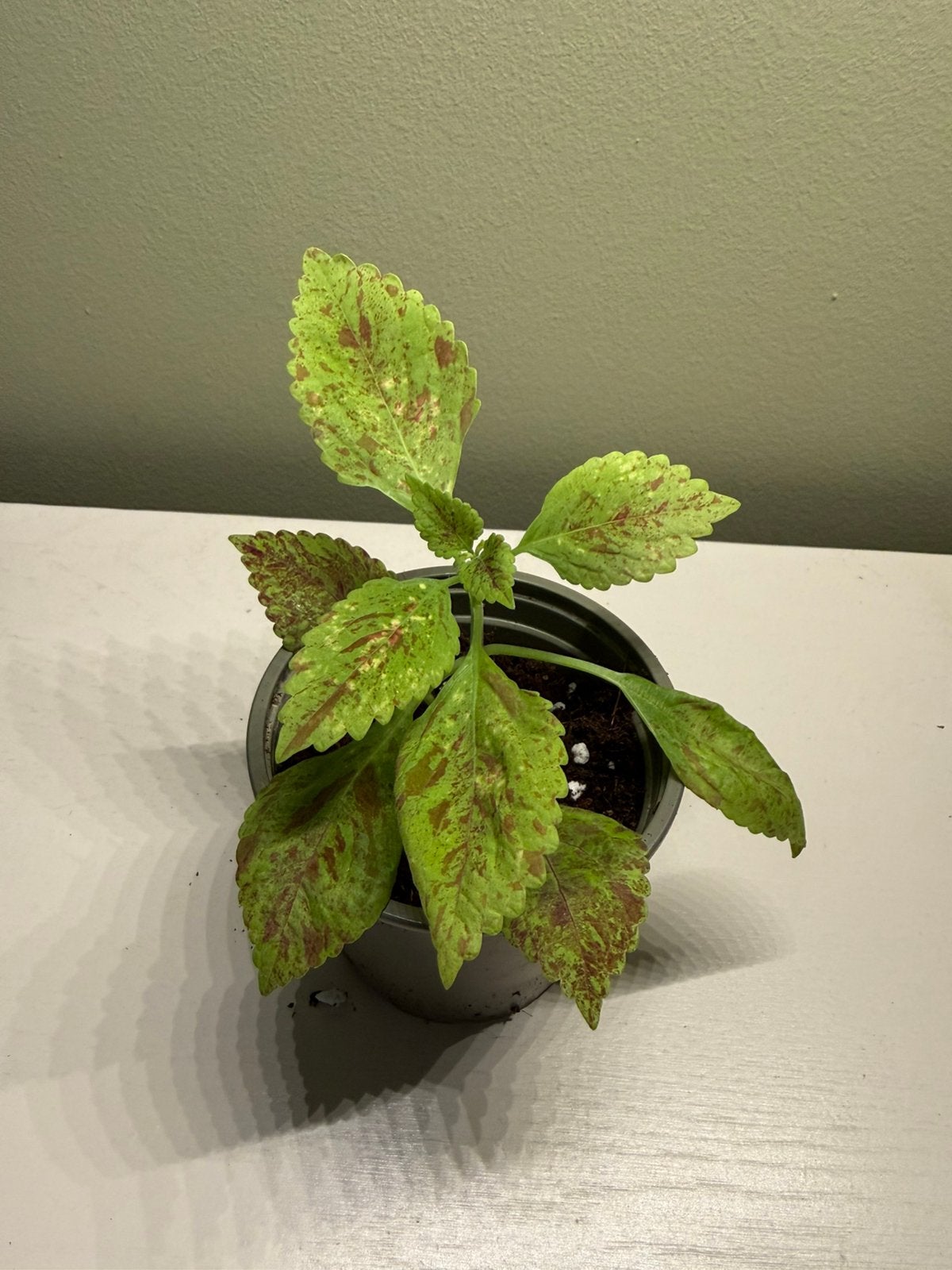 Coleus, Autres espèces, En pot, Moins de 100 cm, Plante verte