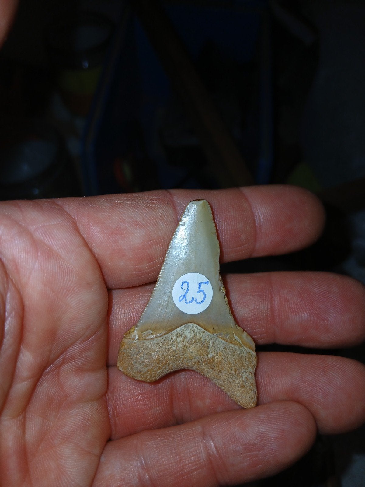 otodus angustidens koopje, Ophalen of Verzenden