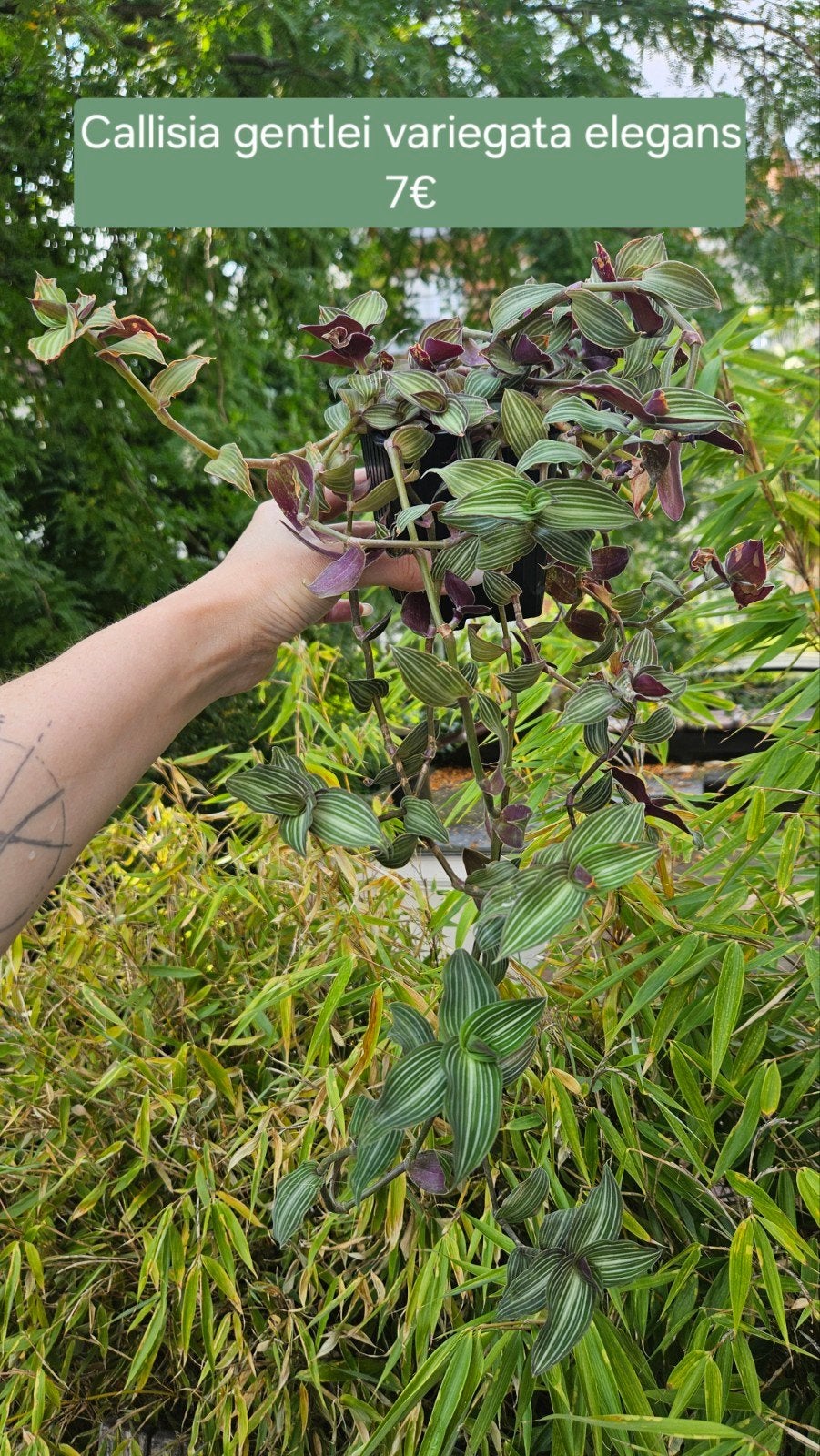 Callisia gentlei variegata elegans, Huis en Inrichting, Kamerplanten, Bloeiende kamerplant, Volle zon